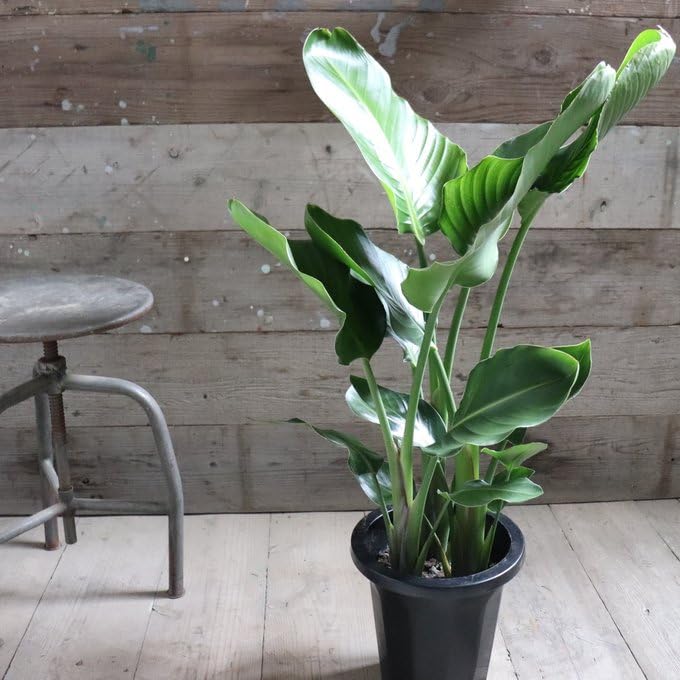 Amazon｜オーガスタ 大きな観葉植物 ストレチア 極楽鳥花｜観葉植物